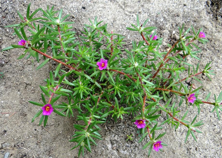 Portulaca pilosa